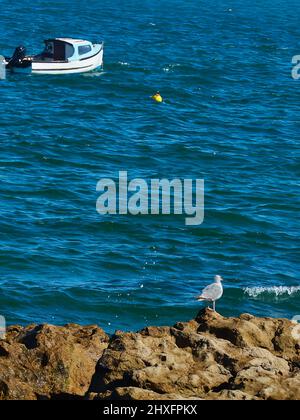 Bei sommerlichem Sonnenschein thront eine Heringmöwe auf Felsen, beobachtet das Gefalle der brechenden Wellen und ein kleines Boot vor Anker. Stockfoto