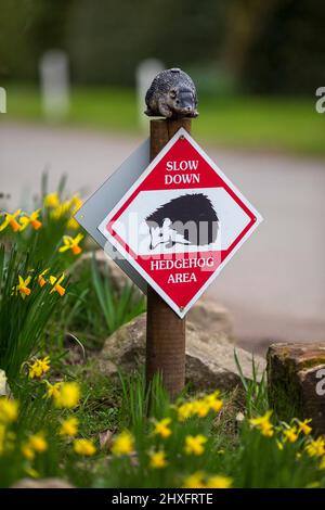 Straßenschilder im Dorf Tibberton in Shropshire ermutigen die Fahrer, sich auf der Straße um Igel zu kümmern. Britische Igel sind nun offiziell vom Aussterben bedroht, haben neue Untersuchungen ergeben. Der von der Mammal Society durchgeführte Bericht zur Erhaltung der Roten Liste erklärt, dass die spiky Kreaturen Gefahr laufen könnten, vollständig auszusterben, wenn wir nicht drastische Maßnahmen ergreifen, um zu verhindern, dass ihre Zahlen fallen. Neben Igeln ergab die Studie auch, dass 11 unserer 47 einheimischen Säugetiere vom Aussterben bedroht sind. Stockfoto