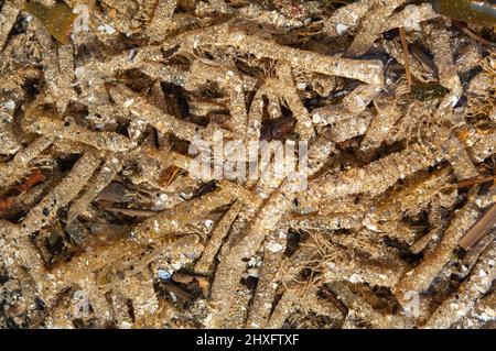 Rohrhülsen aus Sandmauerwurm (Lanice conchilega) Stockfoto