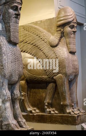 Geflügelter, menschkopfiger Stier und geflügelter, menschkopfiger Löwe, Assyrer, 865-860 v. Chr., aus dem Nimrud-Nordwestpalast, britisches Museum, London, England, Großbritannien. Stockfoto