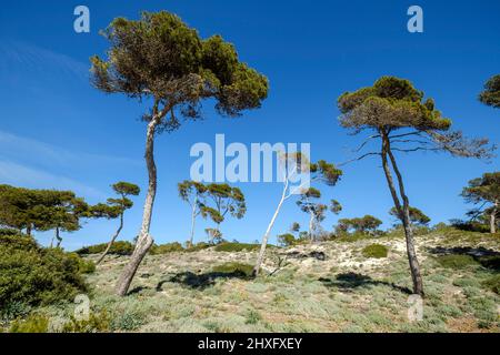 Pinien, die den Sand sedimentieren, Es Carbo Strand, Ses Salines, Mallorca, Balearen, Spanien. Stockfoto