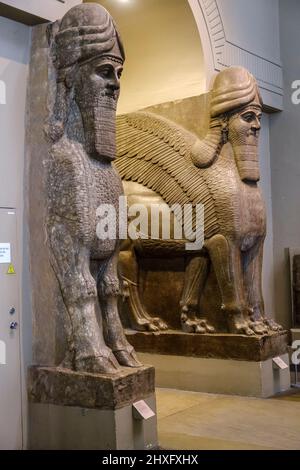 Geflügelter, menschkopfiger Stier und geflügelter, menschkopfiger Löwe, Assyrer, 865-860 v. Chr., aus dem Nimrud-Nordwestpalast, britisches Museum, London, England, Großbritannien. Stockfoto