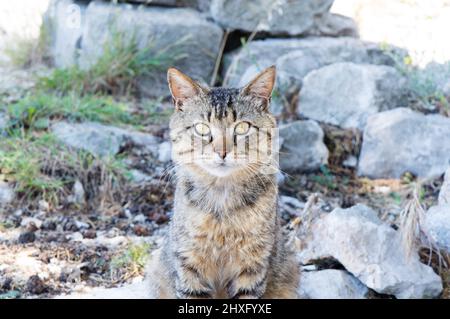 Porträt einer grauen Katze, Blick auf die Kamera, im Freien an den Felsen, Kroatien Stockfoto