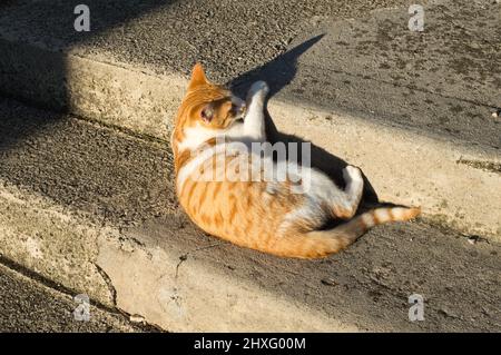 Weiße und orangefarbene Hauskatze, die auf der alten Treppe im Freien liegt, Kroatien Stockfoto