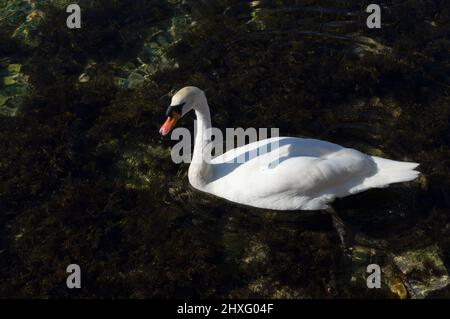 Schöner weißer Schwan schwimmt im sauberen und transparenten Meer, an der Küste, in Dalmatien, Kroatien Stockfoto