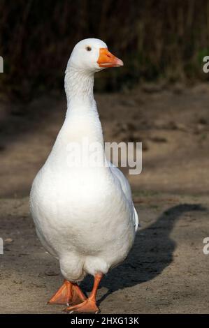 Weiße Gans auf dem Sand Stockfoto