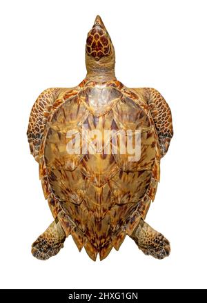 Die Karettschildkröte (Eretmochelys imbricata), isoliert auf weißem Hintergrund Stockfoto