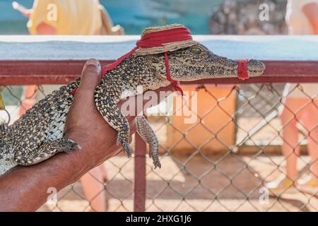 Baby Krokodil im Profil mit gebandelter Öffnung, im Hut, in der Hand des Mannes . Nahaufnahme. Stockfoto