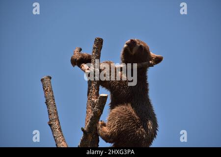 Niedliches, schwarzes Bärenjunge, das über die Spitze eines Baumzweiges blickt. Stockfoto