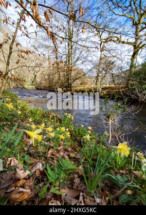 Großbritannien, England, Devon, Dunsford. In der Nähe der Steps Bridge am Fluss Teign. Wild Daffodils Teppich die Banken im März. Stockfoto