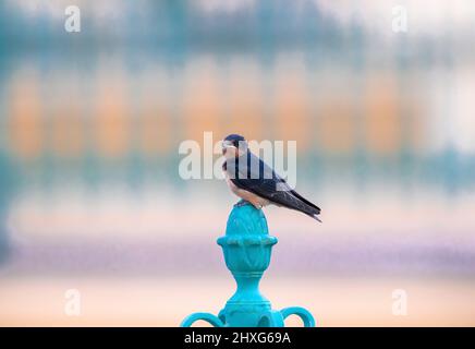 Eine Scheune Swallow thront auf einem türkisfarbenen, verzierten Eisenpfosten mit einem weichen pastellfarbenen Hintergrund im City Park, Denver, Colorado. Stockfoto