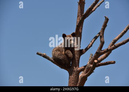 Liebenswert Zimt schwarzen Bären Junge sitzt auf einem Zweig in einem Baum. Stockfoto