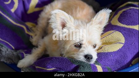 Niedlicher flauschiger Hund in seinem Bett zu Hause. Stockfoto