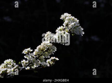 Detail von Blackthorn-Busch in Blüte. Prunus Spinosa. Flacher Fokus für Effekte. Frühling - Portugal Stockfoto