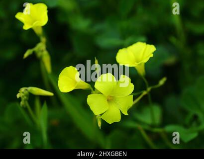 Frühling. Oxalidaceae. Gelber Holzsorrel – Oxalis pes-caprae in Blüte. Auch bekannt als Yellow Shamrock oder Florida Buttercup (USA) Frühling - Portugal. Stockfoto