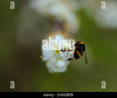 Nahaufnahme einer Bumble Biene - bombus terrestris lusitanicus, die sich auf einem blühenden Schwarzdornbusch ernährt. Prunus Spinosa. Flacher Fokus für Effekt. Bokeh-Effekt Stockfoto