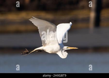 Silberreiher, die mit Flügeln über das Wasser fliegen Stockfoto