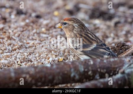 Lesser Redpoll (Acantdieses Cabaret) Inverurie, Aberdeenshire, Schottland, Großbritannien Stockfoto