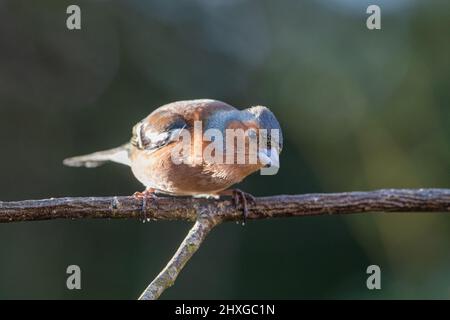 Männlicher Buchfink ( Fringilla coelebs) auf einem Zweig, Inverurie, Aberdeenshire, Schottland, Großbritannien Stockfoto