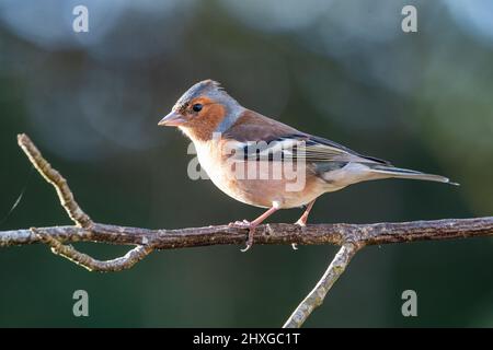 Männlicher Buchfink ( Fringilla coelebs) auf einem Zweig, Inverurie, Aberdeenshire, Schottland, Großbritannien Stockfoto