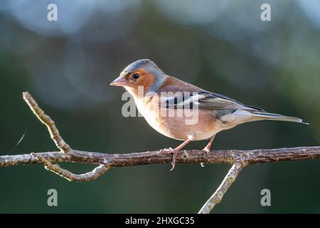 Männlicher Buchfink ( Fringilla coelebs) auf einem Zweig, Inverurie, Aberdeenshire, Schottland, Großbritannien Stockfoto