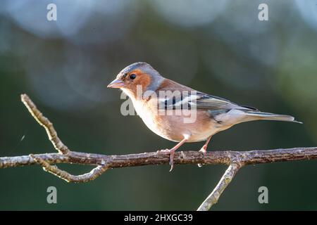 Männlicher Buchfink ( Fringilla coelebs) auf einem Zweig, Inverurie, Aberdeenshire, Schottland, Großbritannien Stockfoto