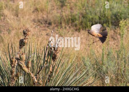 A Says Phoebe fliegt in Richtung einer Yucca-Pflanze, mit offenen Flügeln und gebräuntem Schwanz in einem halbdürden Lebensraum. Stockfoto