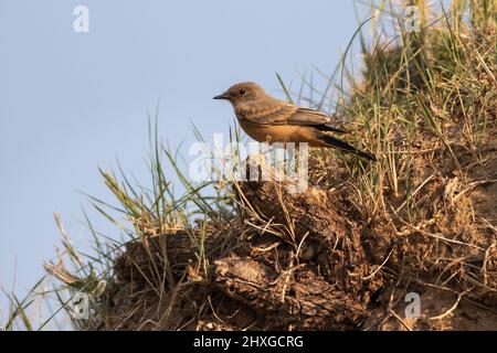 Nahaufnahme eines Says Phoebe, der am späten Nachmittag auf einem Holzstumpf auf einem rauen Hügel in der halbarden Region Colorado ruht. Stockfoto