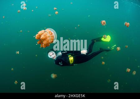 Eine weibliche Taucherin unter den goldenen Quallen (Mastigias papua) des Jellyfish Lake, auf der Insel Eil Malk (Republik Palau, Mikronesien). Stockfoto