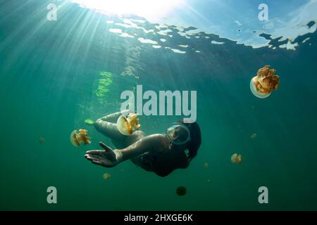 Eine weibliche Taucherin unter den goldenen Quallen (Mastigias papua) des Jellyfish Lake, auf der Insel Eil Malk (Republik Palau, Mikronesien). Stockfoto