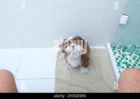 Shih Tzu Welpe im Badezimmer beobachtete Mann auf der Toilette sitzen. Stockfoto