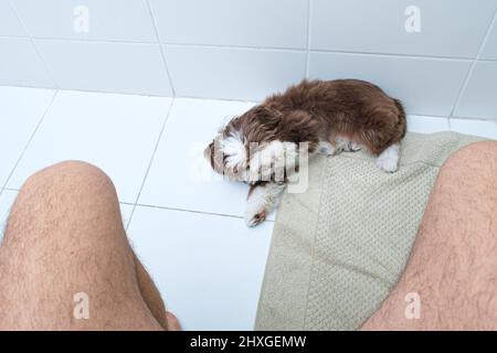 Shih tzu Welpe liegt mit seiner Pfote in der Schnauze, um den schlechten Geruch aus der Toilette zu vermeiden. Stockfoto