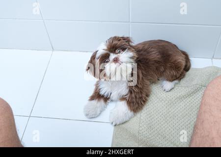 Shih Tzu Welpe liegt, Kopf gedreht und beobachtet Mann auf der Toilette. Stockfoto