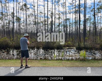 Auf dem Wildlife Drive im Okefenokee National Wildlife Refuge in der Nähe von Folkston, Georgia, hält ein Mann an, um Alligatoren am Straßenrand zu fotografieren. Stockfoto