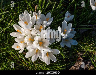 Nahaufnahme von bunten Krokussen in Blüte, die an sonnigen Tagen im Gras wachsen, Schottland, Großbritannien Stockfoto