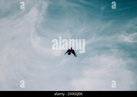 Der Vogel schwebt am blauen Himmel Stockfoto