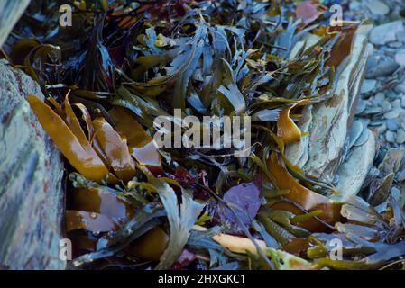 Seetang-Gemisch (Seetang, Gestelle) an felsiger Küste Stockfoto