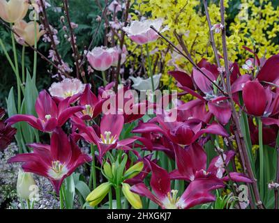 Tulpen in sanftem Licht auf einem unscharfen Hintergrund mit Platz für Text. Tulpenhohlands blüht im Frühjahr im Gewächshaus. Blumenbanner für Floristen Shop. Stockfoto
