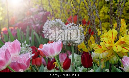 Schöne Nahaufnahme des Frühlingsgartens mit Narzissen, Tulpen, Flieder und anderen Frühlingsblumen, die von der warmen Frühlingssonne beleuchtet werden. Tulpen und Narzissen im spr Stockfoto