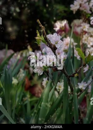 Zweig der Kirschblüten auf einem Hintergrund von Grün. Schönes Blumenbild der Frühlingsnatur. Stockfoto