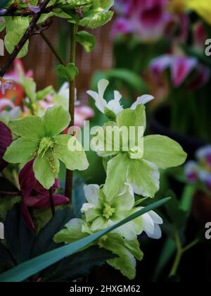 Helleborus im Bio-Garten, bekannt als Winterrose, Weihnachtsrose und Fastenrose. Familienname Ranunculaceae, Wissenschaftlicher Name Hellebores. Natur und Stockfoto