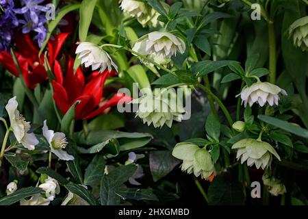 Helleborus im Bio-Garten, bekannt als Winterrose, Weihnachtsrose und Fastenrose. Familienname Ranunculaceae, Wissenschaftlicher Name Hellebores. Natur und Stockfoto