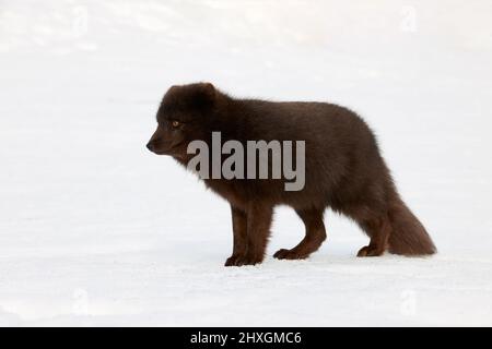 Blauer arktischer Fuchs (Alopex lagopus) fotografiert in Island beim Wandern im Schnee. Stockfoto