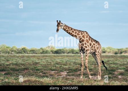 Einsame Giraffe (Giraffa camelopardalis) in der Savanne eines Parks in Namibia. Stockfoto