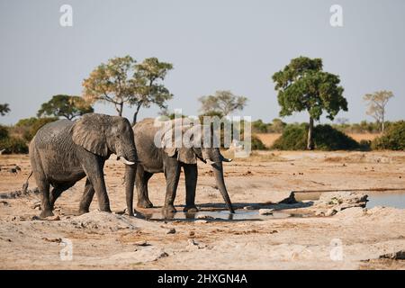 In Botswana gehen zwei große Elefanten während der Trockenzeit zum Wasserloch, um dort zu trinken. Stockfoto