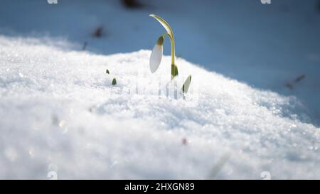 Einzelne Schneeglöpfenanlage im Schnee im frühen Frühjahr Stockfoto
