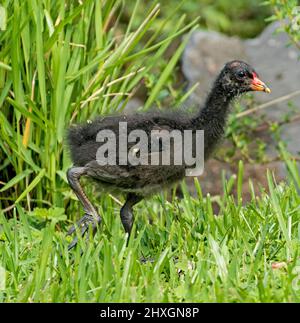 Kleine flauschige schwarze, duschige Moorhen-Küken, Gallinula tenebrosa, die durch grünes Gras des Stadtparks in Australien spazierengeht Stockfoto