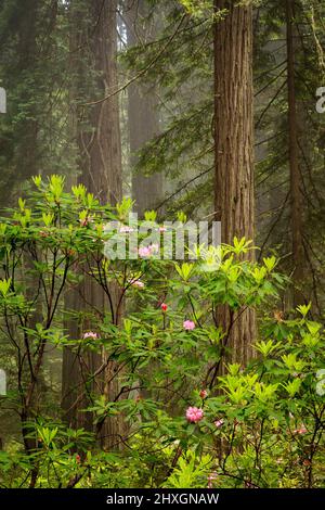 Redwoods und Rhododendren entlang des Damnation Creek Trail im Del Norte Coast Redwoods State Park, California, USA , California, USA Stockfoto