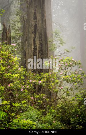 Redwoods und Rhododendren entlang des Damnation Creek Trail im Del Norte Coast Redwoods State Park, California, USA , California, USA Stockfoto