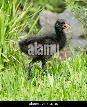 Kleine flauschige schwarze, duschige Moorhen-Küken, Gallinula tenebrosa, die durch grünes Gras des Stadtparks in Australien spazierengeht Stockfoto